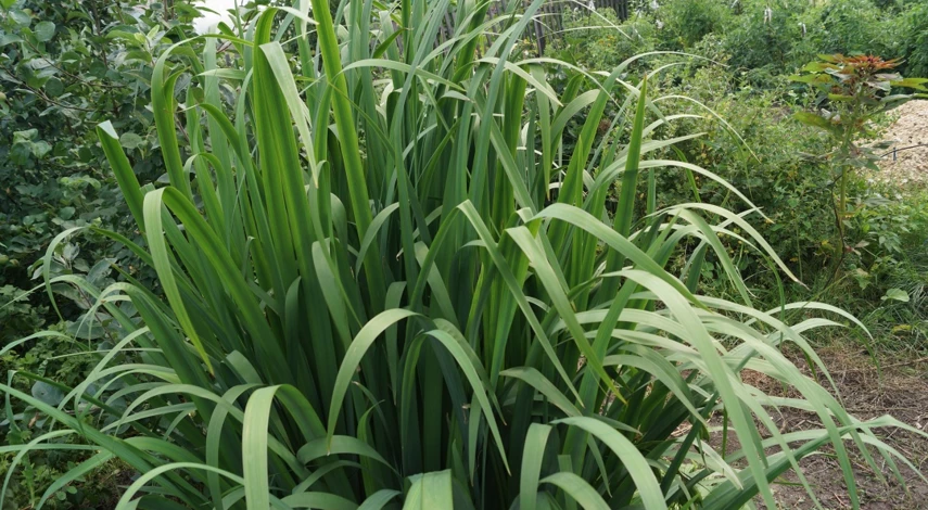 садовые цветы для кислой почвы