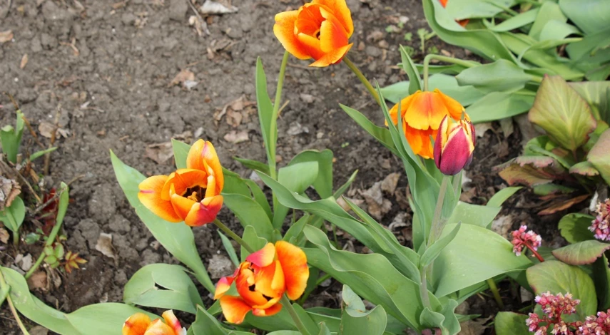 цветы щелочных почв