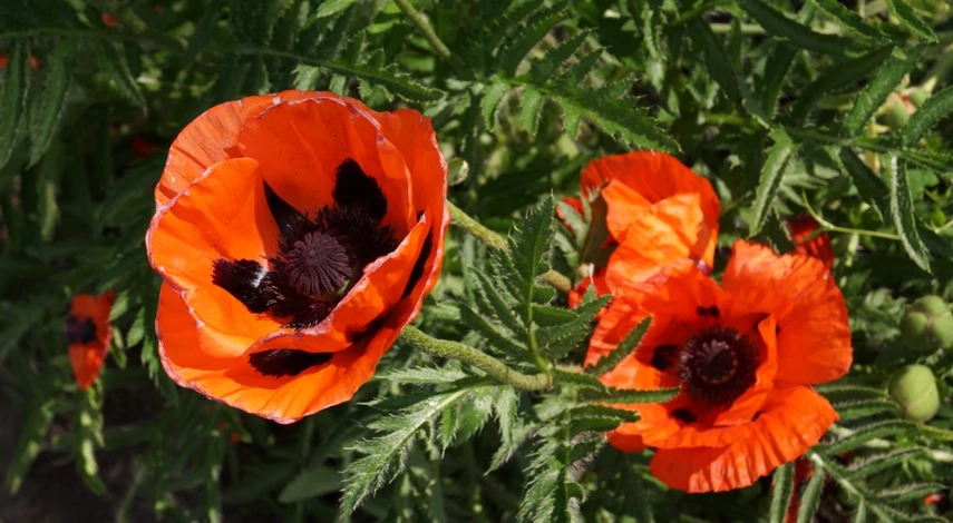 какие цветы любят щелочную почву