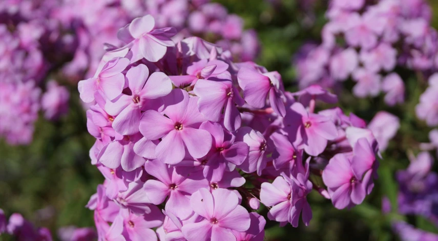 цветы многолетники для кислой почвы