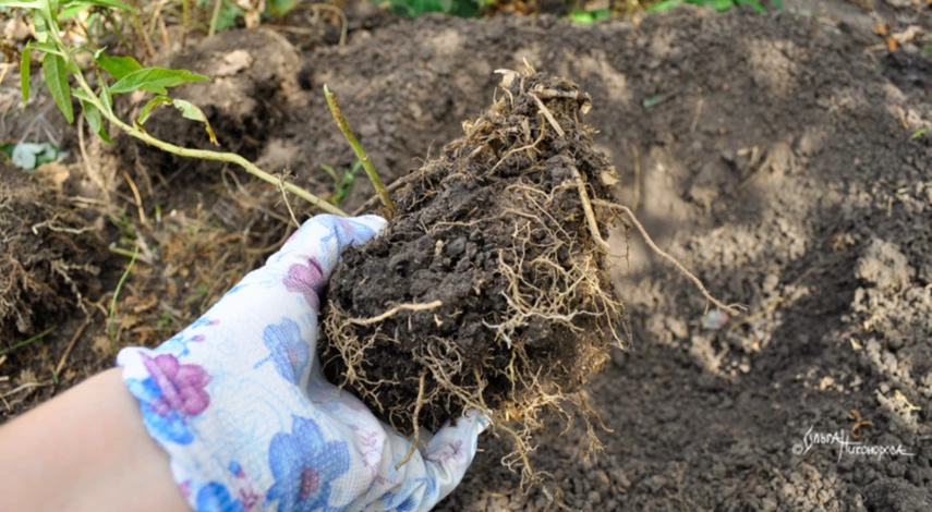 Выкопка флоксов для пересадки