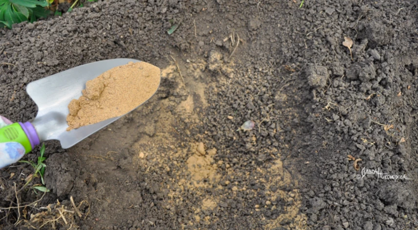 посадочная яма для флоксов