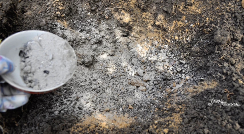 Место для пересадки флокса