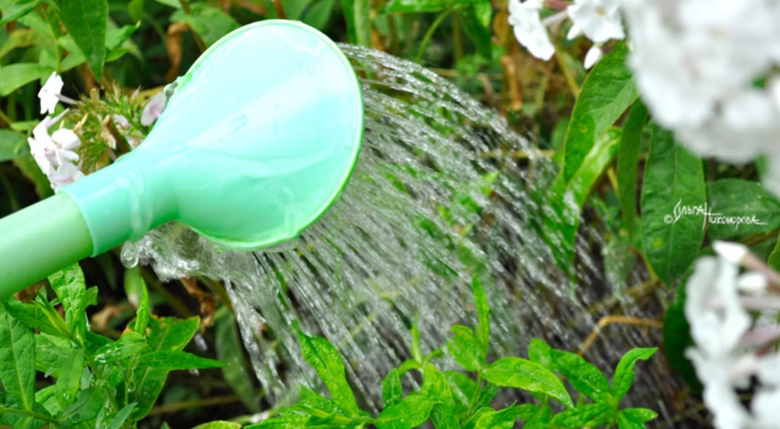 Как пересадить флоксы