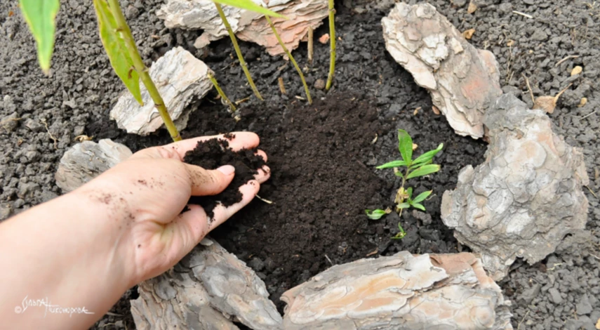 Мульчирование флоксов при пересадке