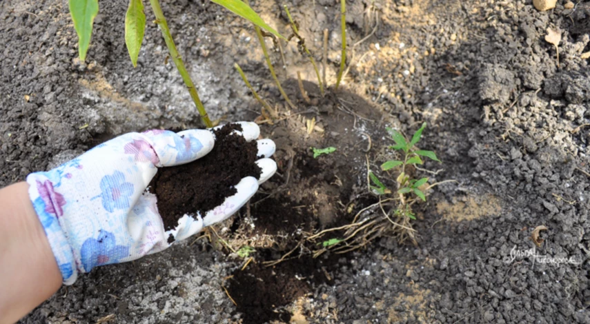 Пересадка флоксов на клумбу