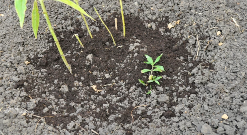 Почва для флокса