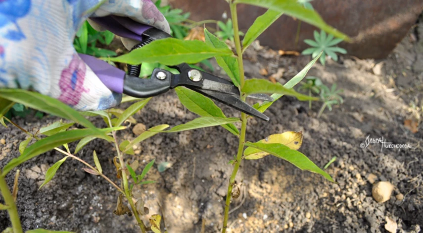 Обрезка флоксов после пересадки