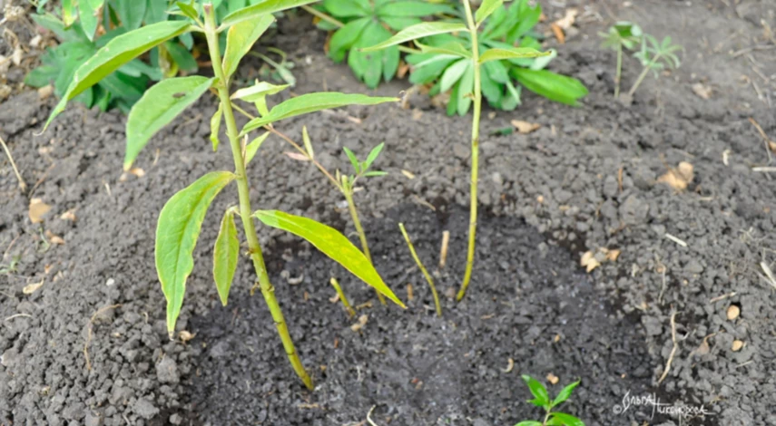 Сроки пересадки флоксов