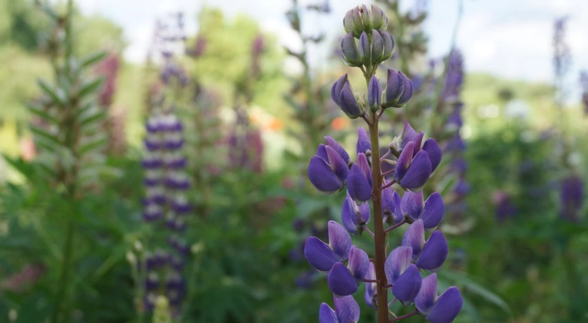 цветы растущие на кислой почве