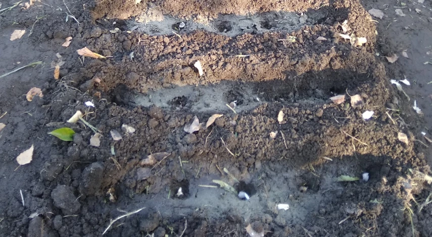 как посадить озимый чеснок осенью