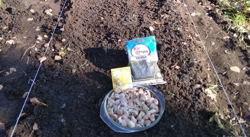 удобрения для посадки озимого чеснока осенью