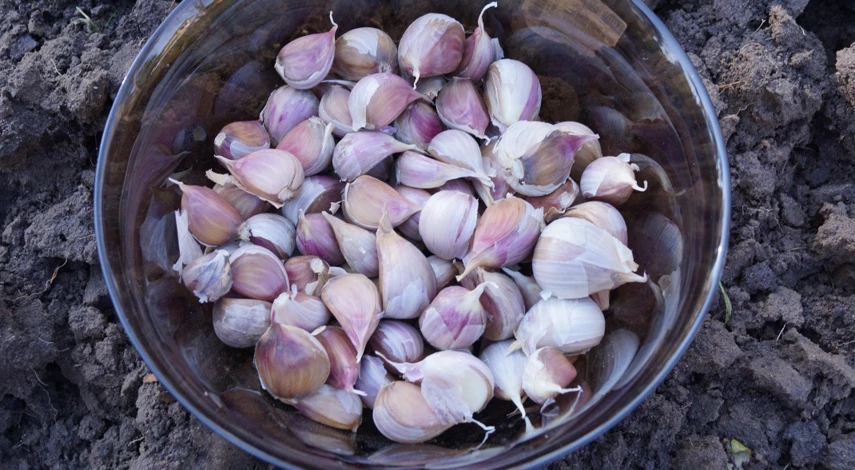 как подготовить грядку для озимого чеснока осенью