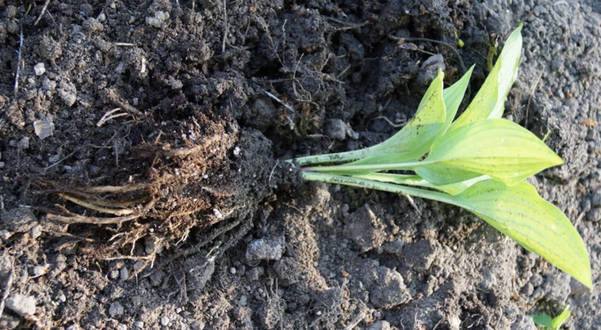 Подготовка хостов к пересадке