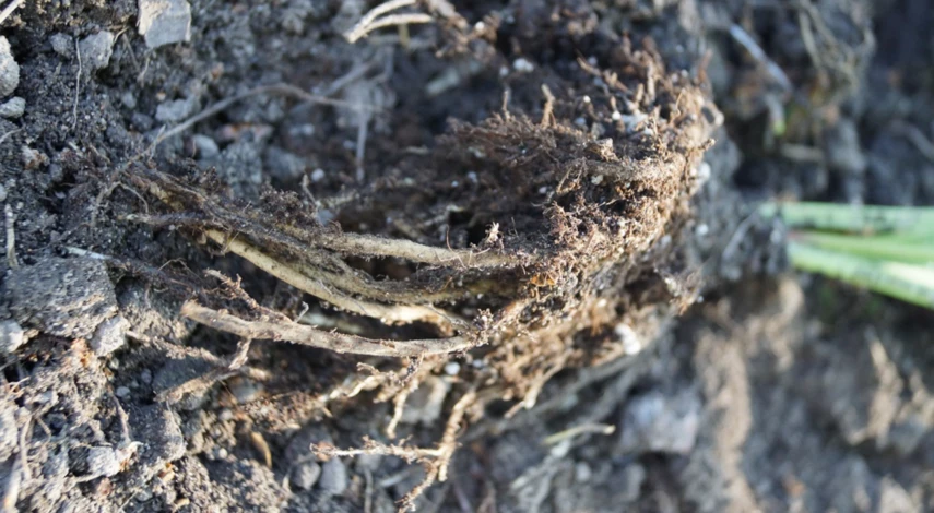 Сроки пересадки хостов