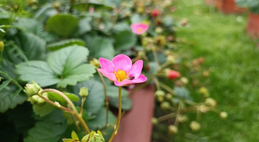 Посадка рассады клубники под пленку