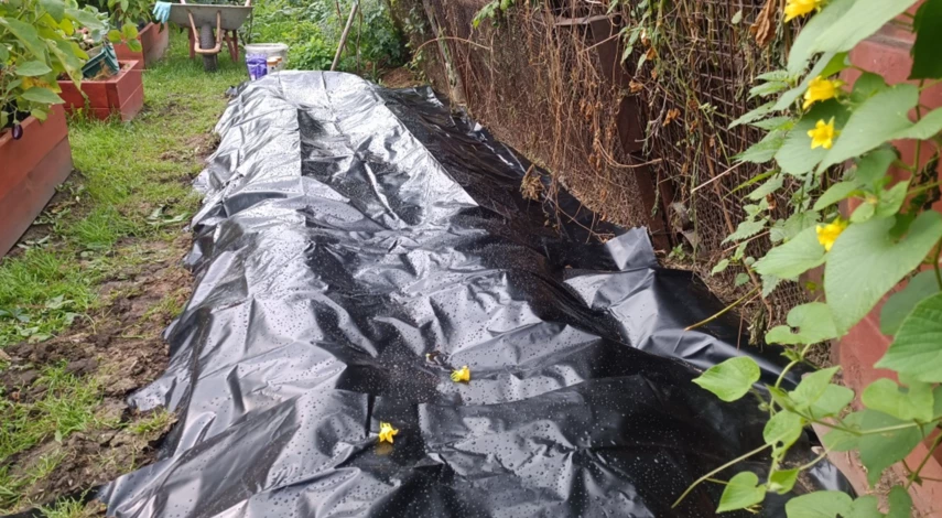 Как посадить клубнику осенью