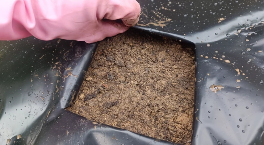 Клубничная грядка осенью