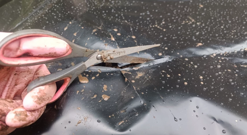 отверстия в пленке для клубники