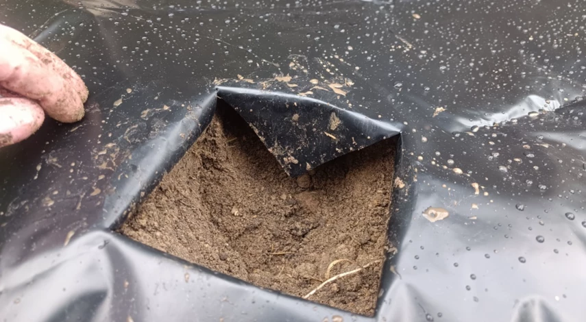 Лунка для посадки клубники