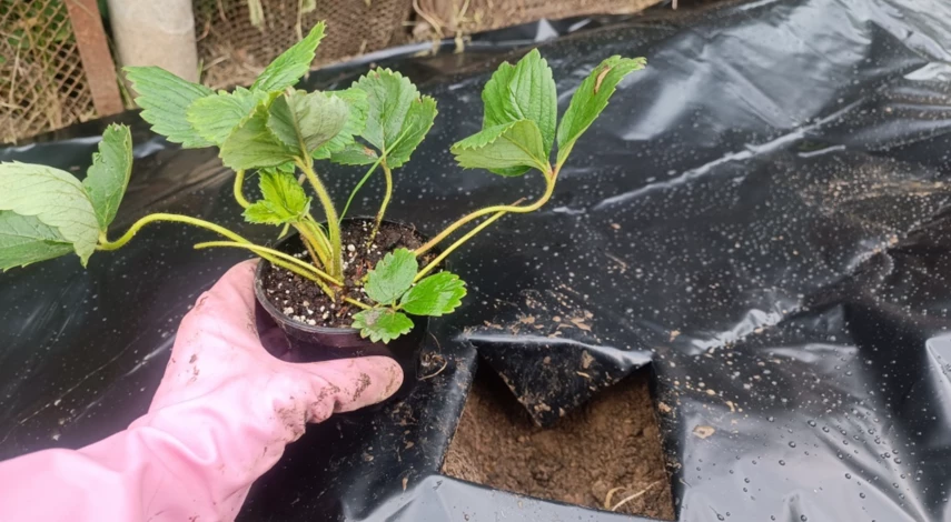 Пошаговая посадка клубники