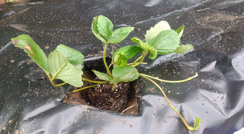 Саженец клубники