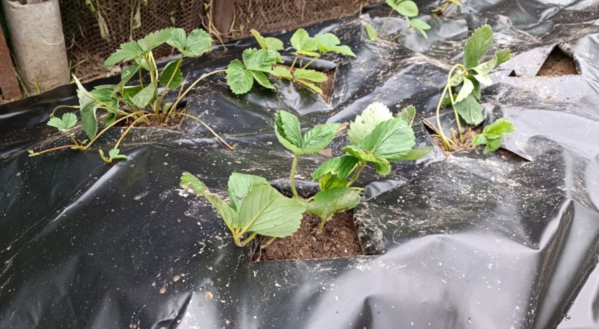 Полив клубники после посадки