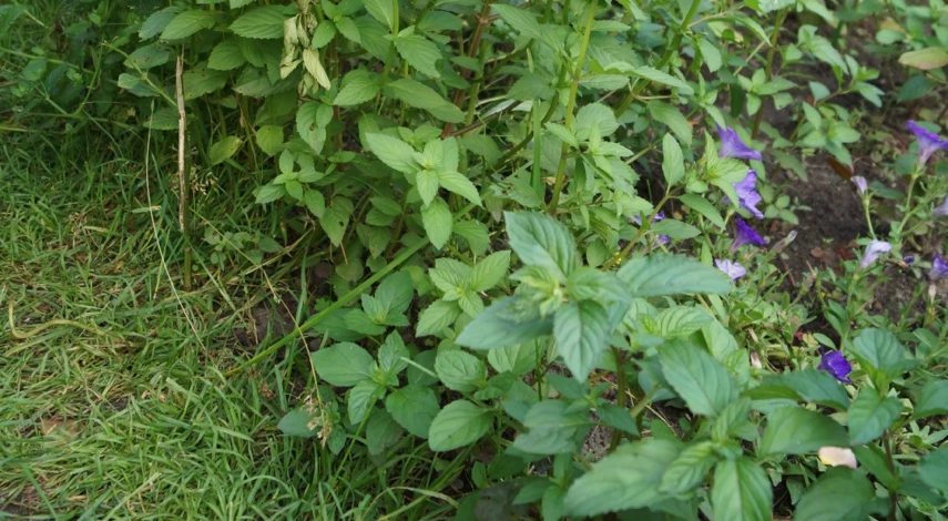 грядка с мятой