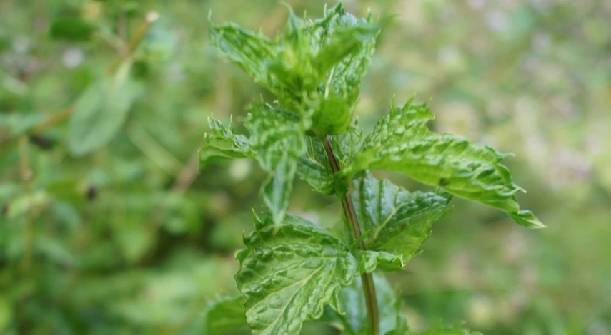 мята кудрявая