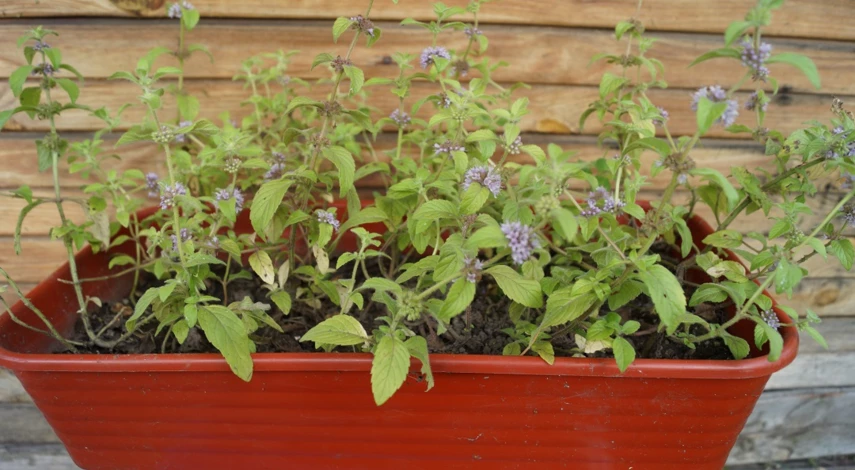 сорт мяты банановая