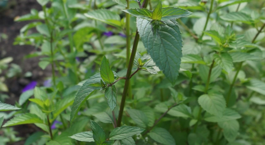 сорт базиликовая мята