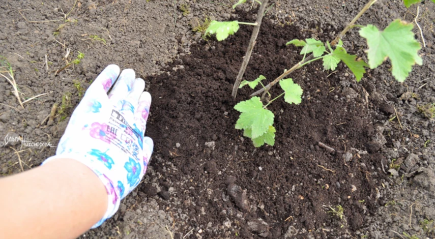 Как посадить смородину