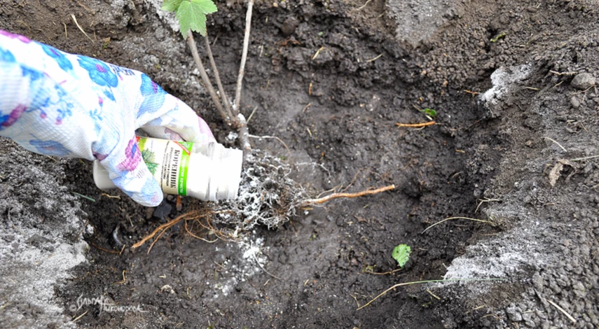 Технология посадки смородины осенью