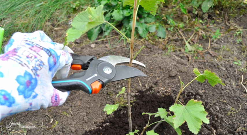 Обрезка смородины при посадке