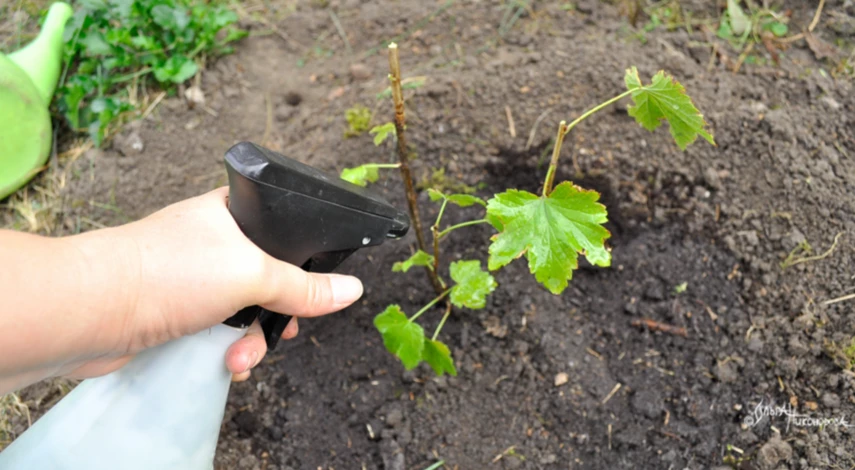 Опрыскивание смородины после посадки