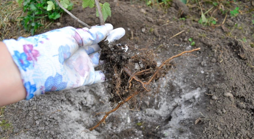 Саженец смородины для посадки