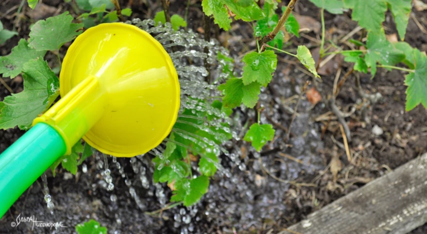 Осенняя посадка смородины