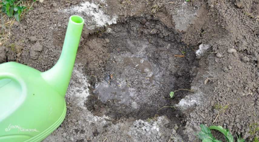 Полив почвы для посадки смородины