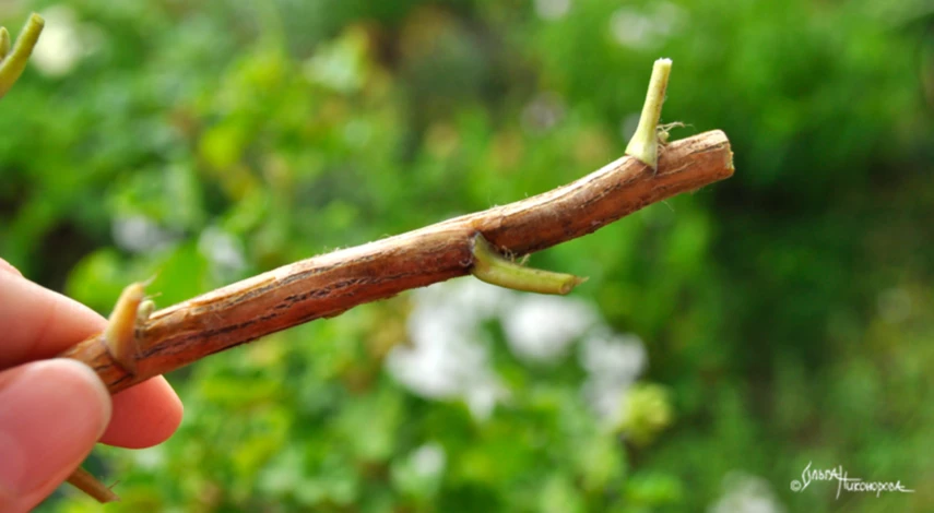 Подготовка черенков смородины к посадке