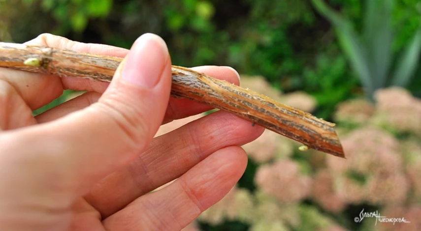 Обрезка черенка смородины