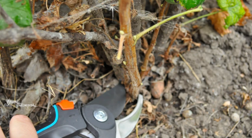 черенкование смородины