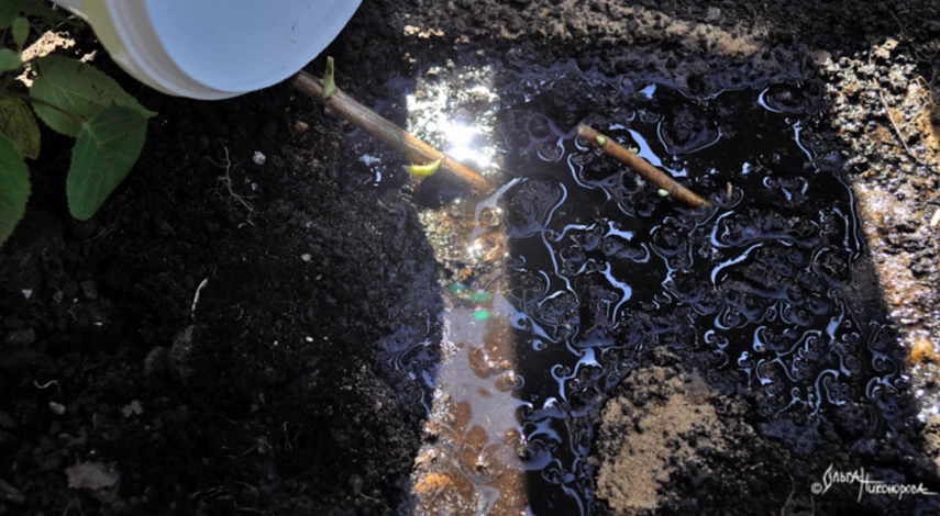 Инструкция по посадке смородины черенками