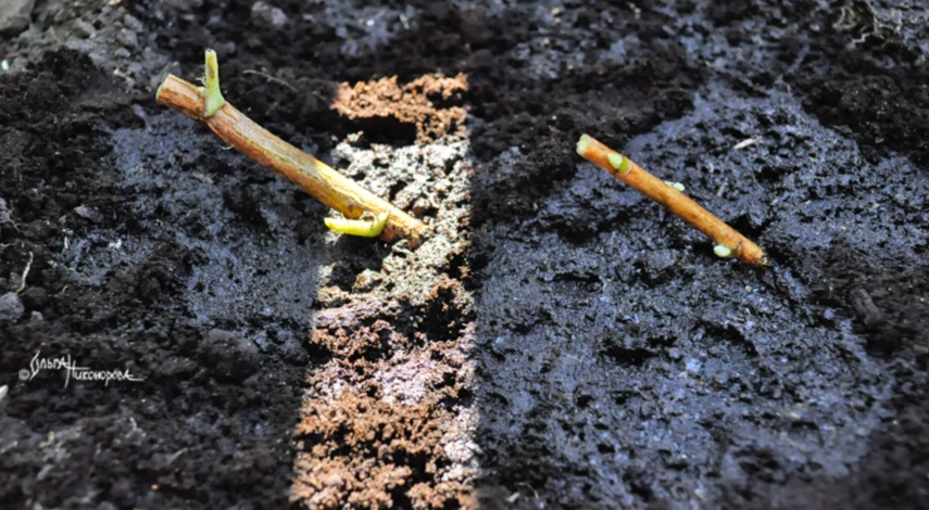 Высаженные черенки смородины