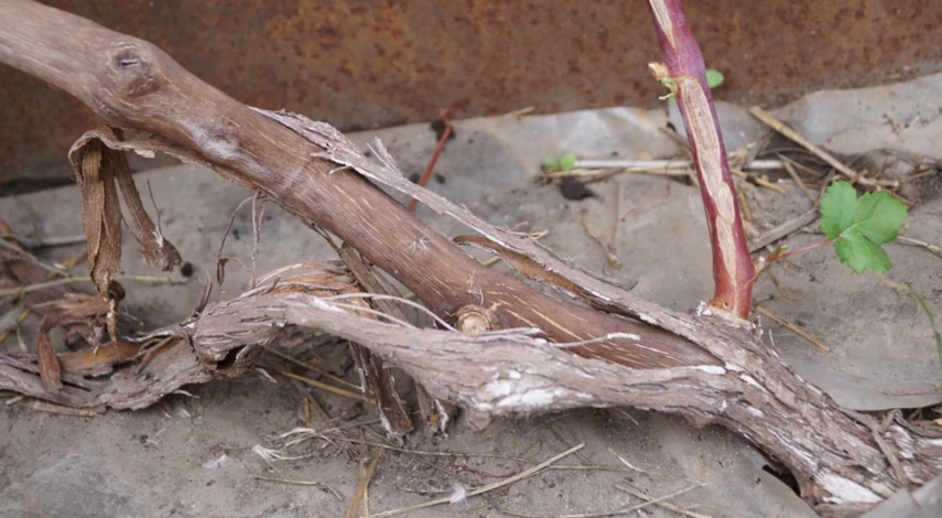 Работы с виноградом в октябре