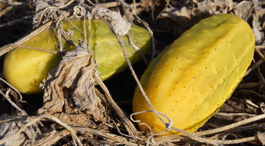 Сбор урожая в октябре