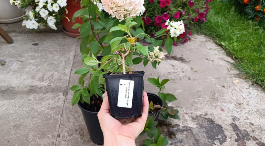 Сорт гортензии вимс ред