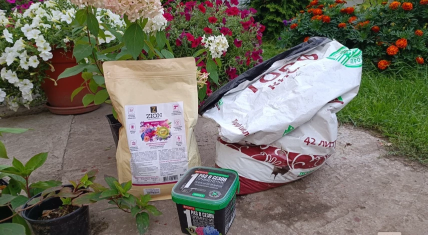 удобрения при посадке гортензии