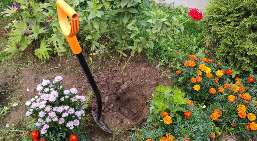 лунка для посадки гортензии