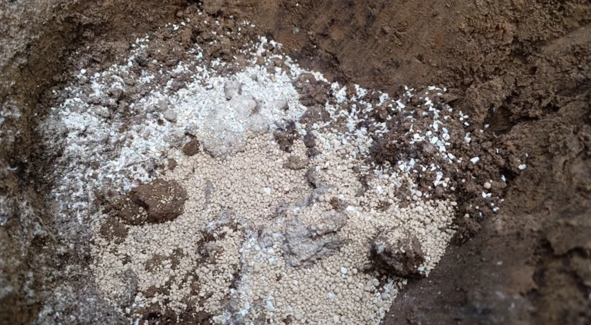 Посадка гортензии метельчатой осенью