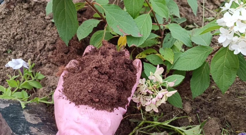 Как посадить метельчатую гортензию